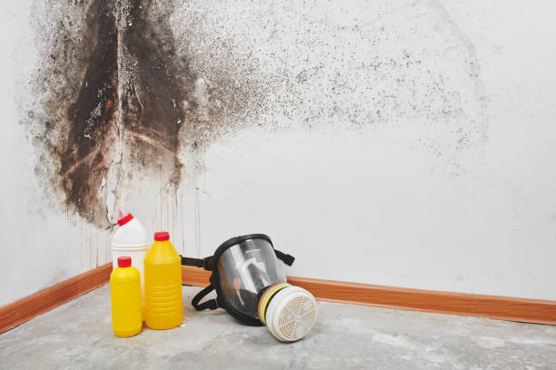 Best Emergency Mold Removal  in Woodcreek, TX