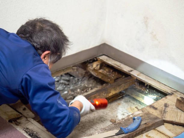 Crawl Space Mold Removal in Woodcreek, TX