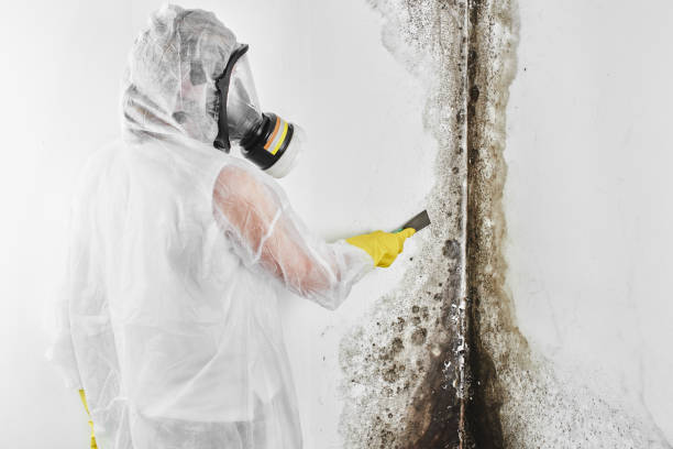 Best Residential Mold Removal  in Woodcreek, TX