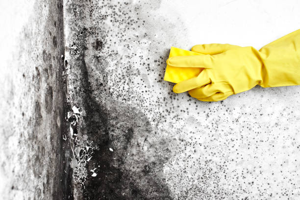 Best Certified Mold Removal  in Woodcreek, TX