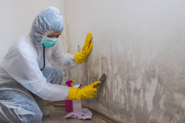 Best Mold Testing  in Woodcreek, TX