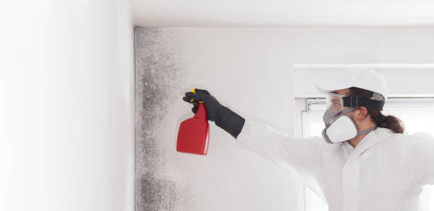 Best Affordable Mold Removal  in Woodcreek, TX