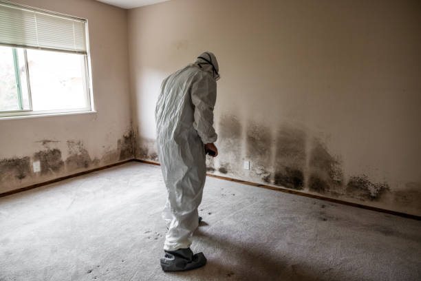 Best Commercial Mold Removal  in Woodcreek, TX